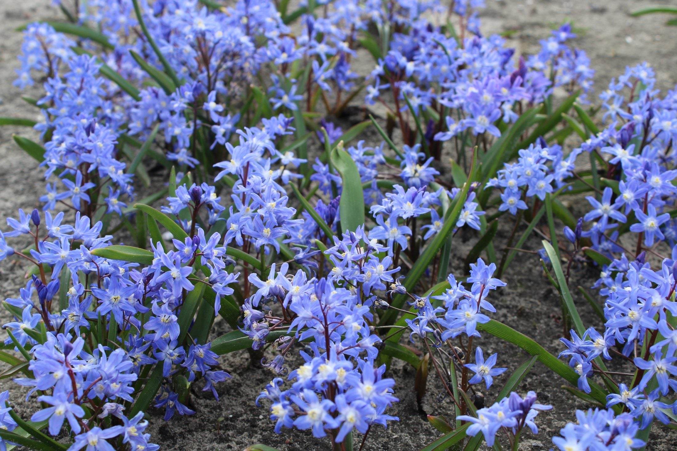 Chionodoxa sardensis