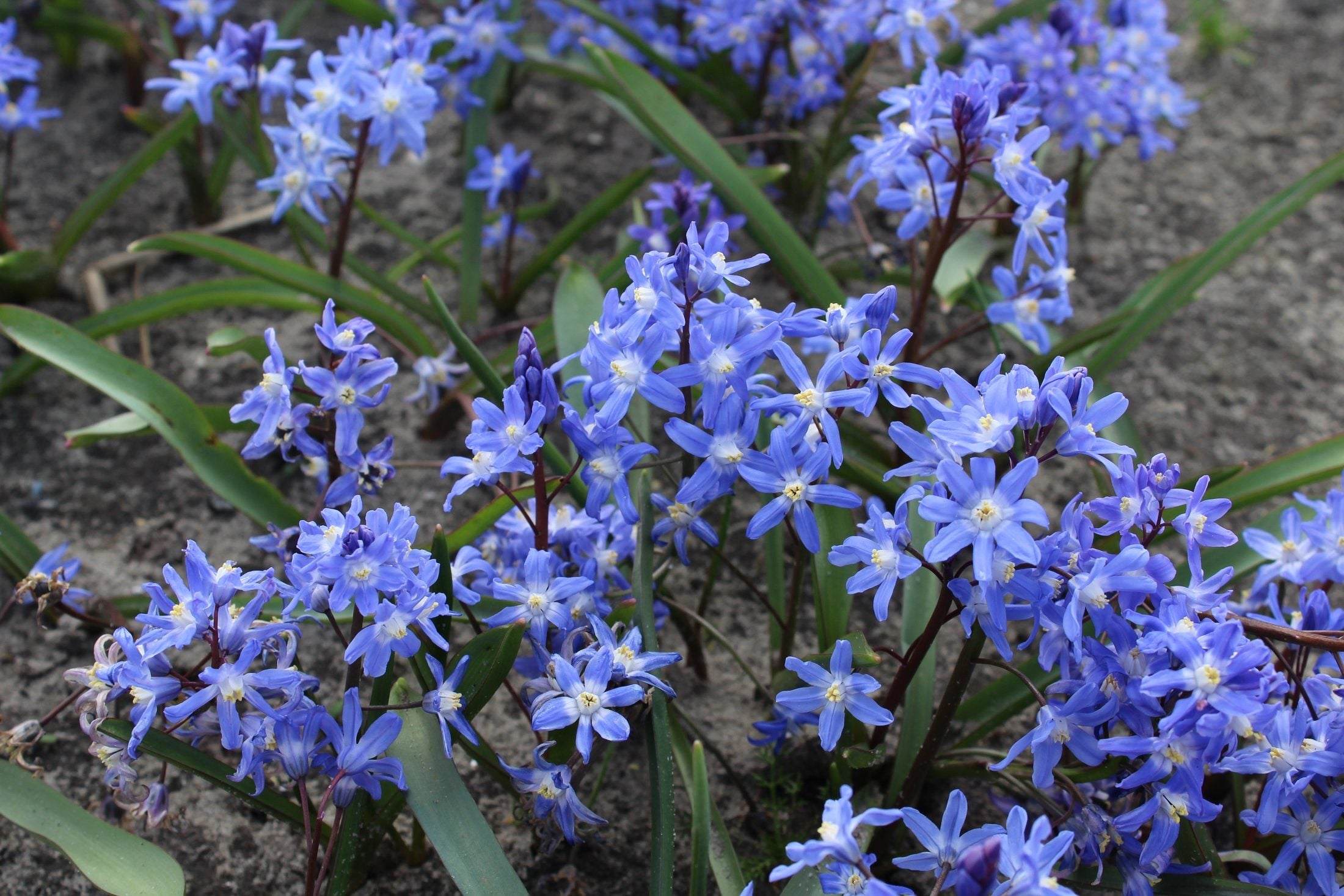 Chionodoxa sardensis