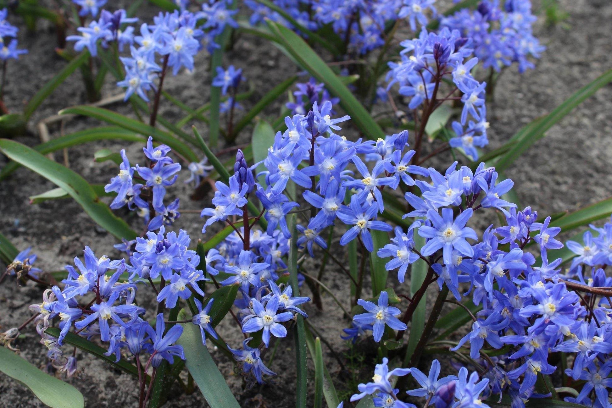 Chionodoxa sardensis