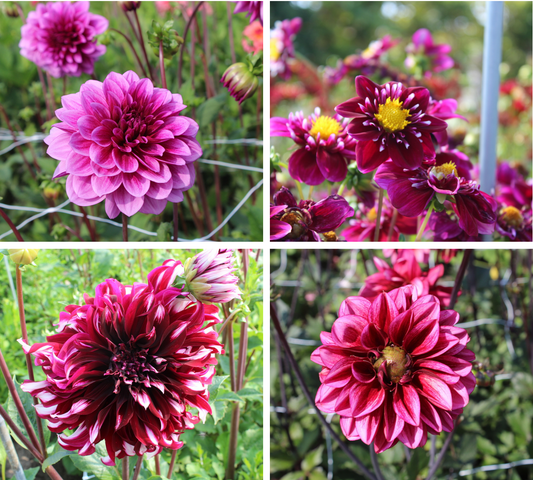 Purple Dahlia Collection