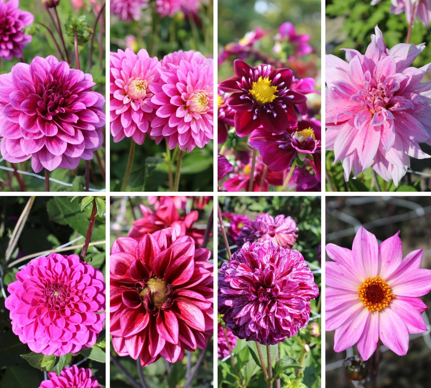 Royal Purple Dahlia Mix (8 Dahlias) Collection