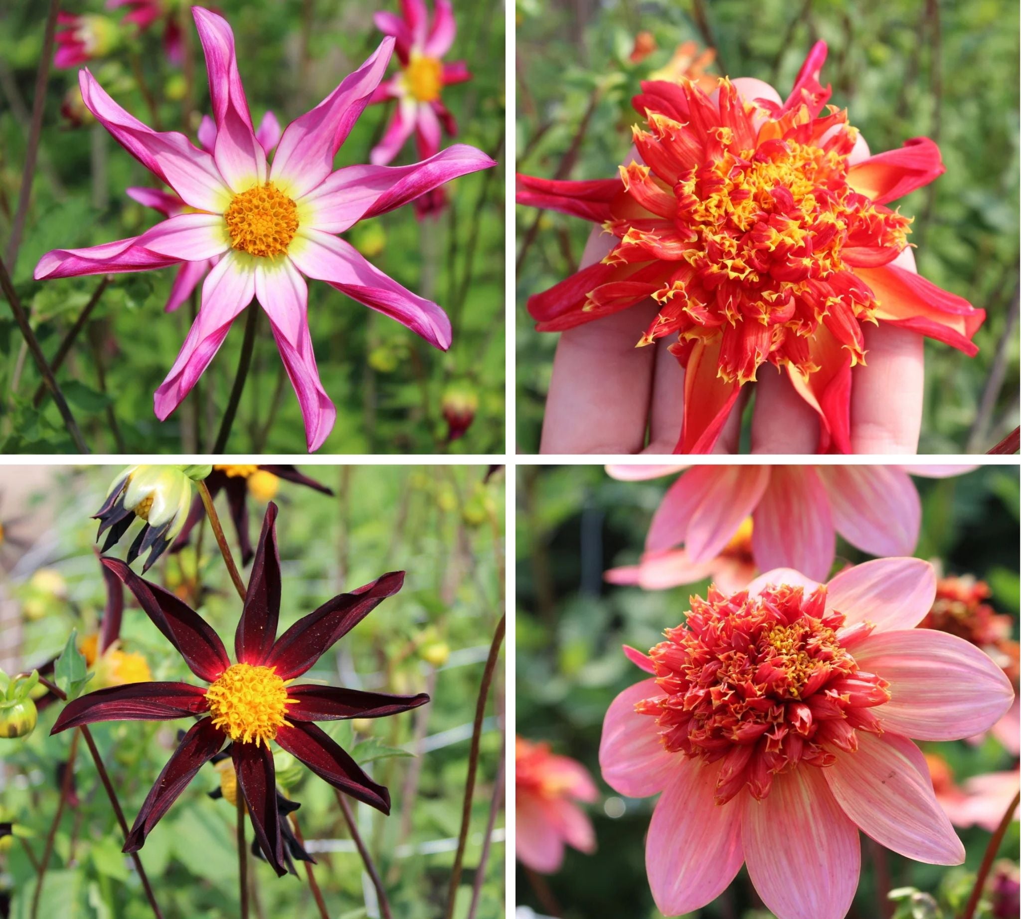 Starburst Dahlia Mix Collection