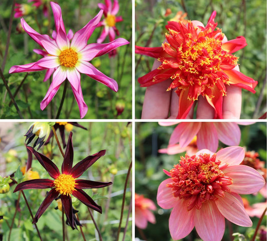 Starburst Dahlia Mix Collection