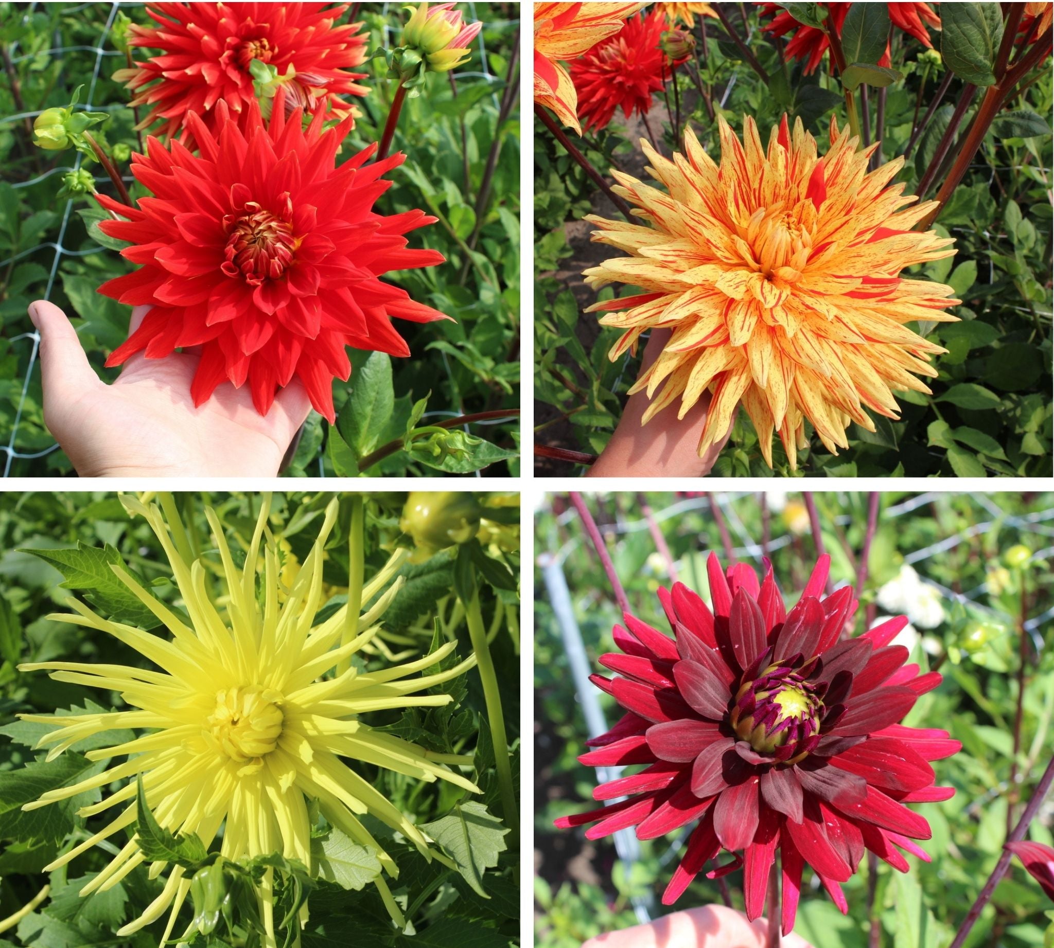 Semi-Cactus Dahlia Collection