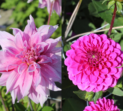 Blush Pink & Purple Dahlia Collection
