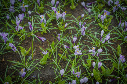 Crocus 'Pick Wick'