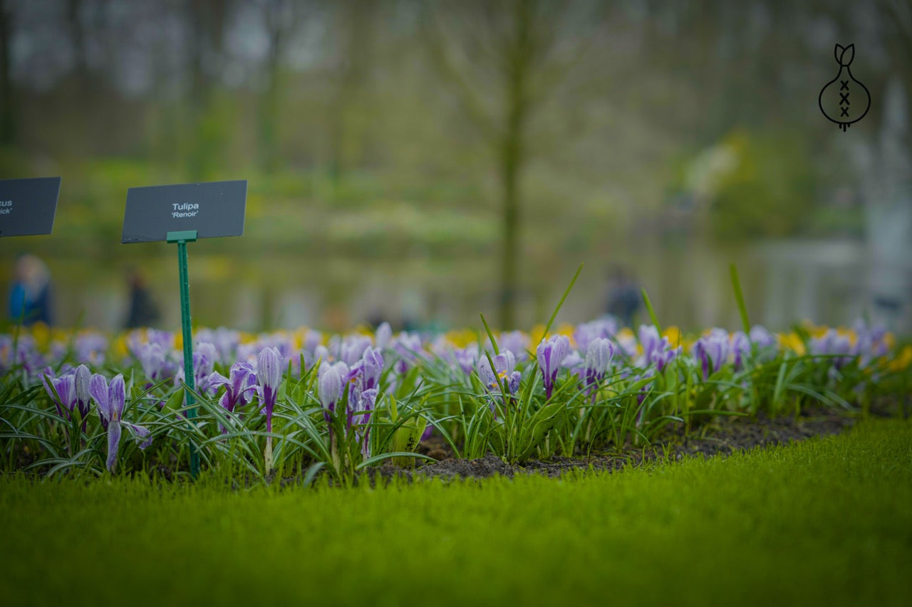 Crocus 'Pick Wick'