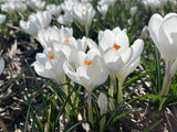 Crocus 'Ice queen'
