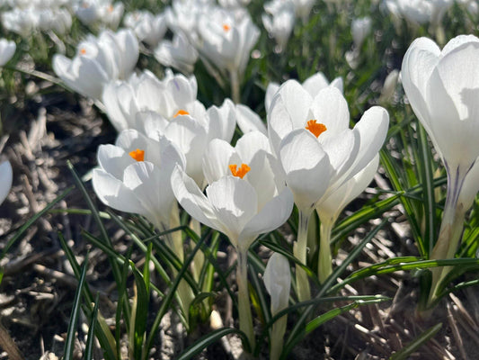 Crocus 'Ice queen'