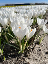 Crocus 'Ice queen'