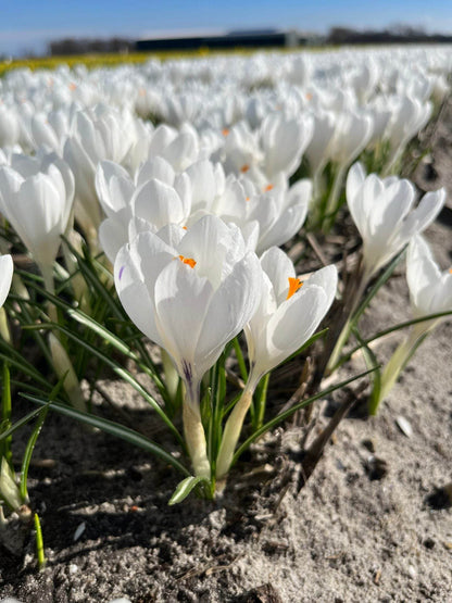 Crocus 'Ice queen'