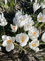 Crocus 'Ice queen'