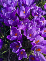 Crocus tommasinianus 'Ruby Giant'