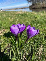 Crocus tommasinianus 'Ruby Giant'