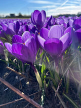 Crocus tommasinianus 'Ruby Giant'