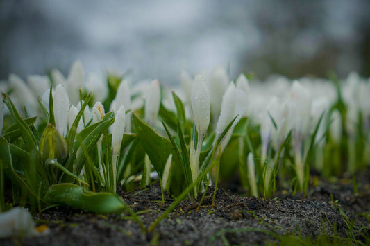 Crocus chrysanthus 'Ard Schenk'