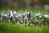 Crocus chrysanthus 'Prins Claus'