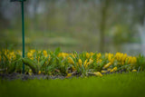 Crocus flavus 'Golden Yellow'