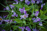 Crocus vernus 'Striped Beauty'