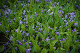 Crocus vernus 'Striped Beauty'