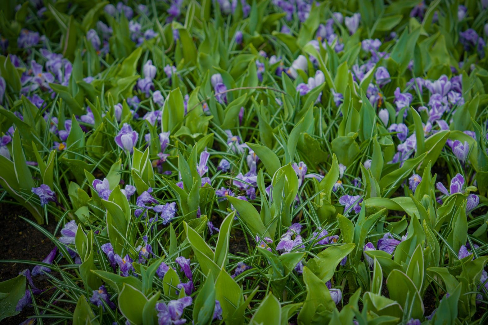 Crocus vernus 'Striped Beauty'