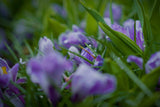Crocus vernus 'Striped Beauty'