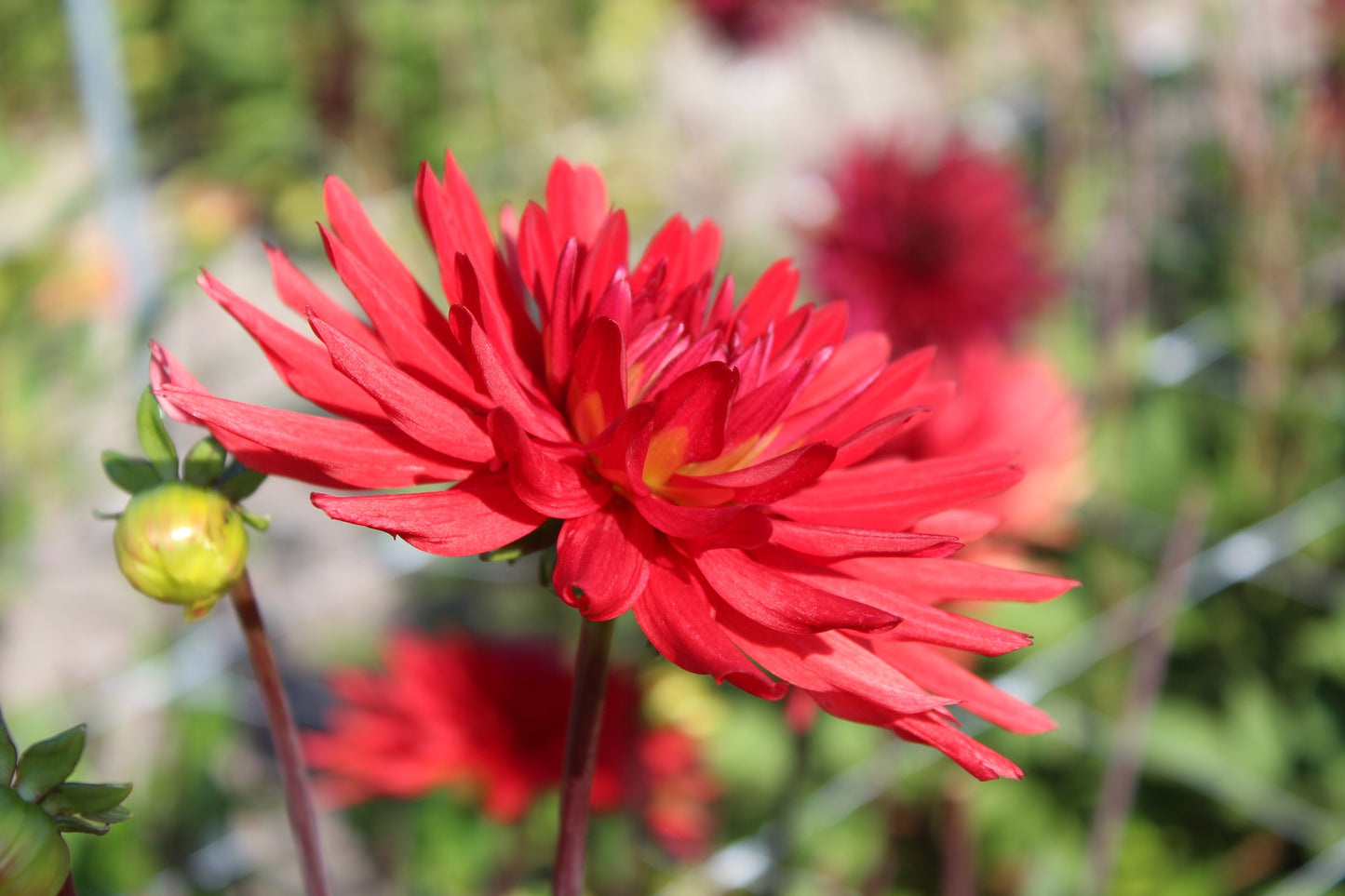Dahlia 'Bergers Rekord'