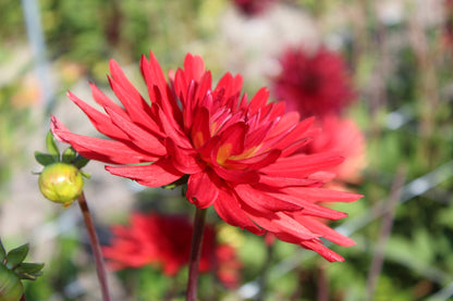 Dahlia 'Bergers Rekord'