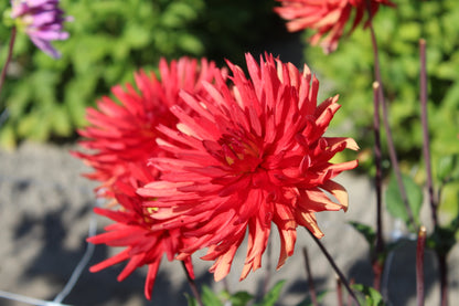 Dahlia 'Bergers Rekord'