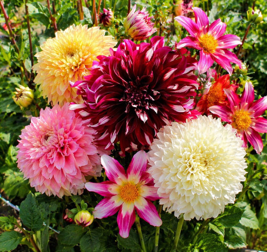 Dahlia Mixed – Budget Collection