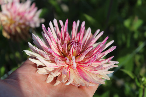 Dahlia 'Alain Mimoum'