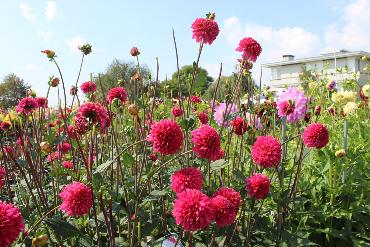 Dahlia 'Alyshia'