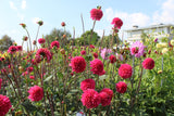 Dahlia 'Alyshia'