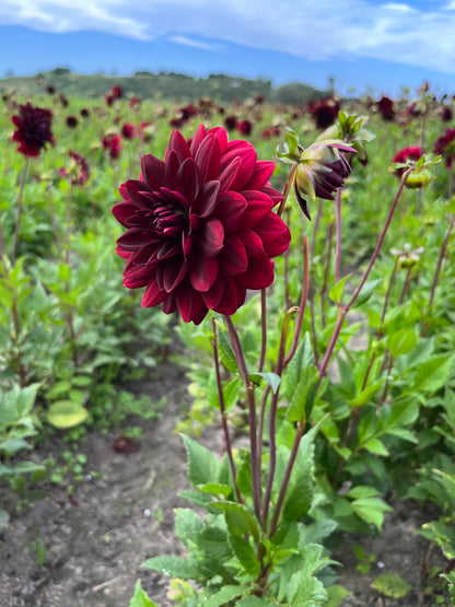 Dahlia 'Arabian Night'