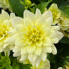 Dahlia 'Berliner Lemon'
