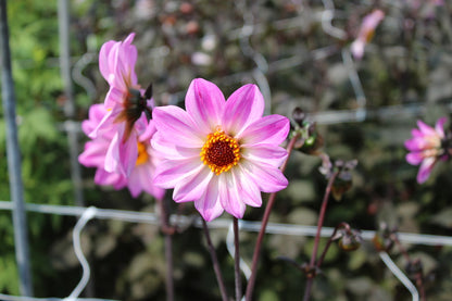 Dahlia 'Bishop of Leicester'