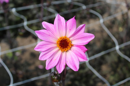 Dahlia 'Bishop of Leicester'