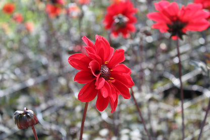 Dahlia 'Bishop of Llandaff'