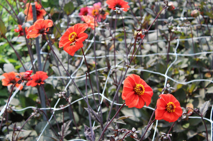 Dahlia 'Bishop of Oxford'