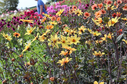 Dahlie 'Bishop of York'