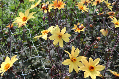 Dahlie 'Bishop of York'