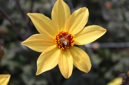 Dahlie 'Bishop of York'