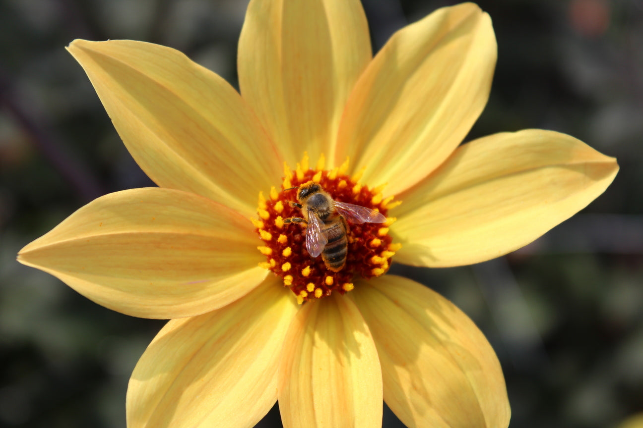 Dahlie 'Bishop of York'