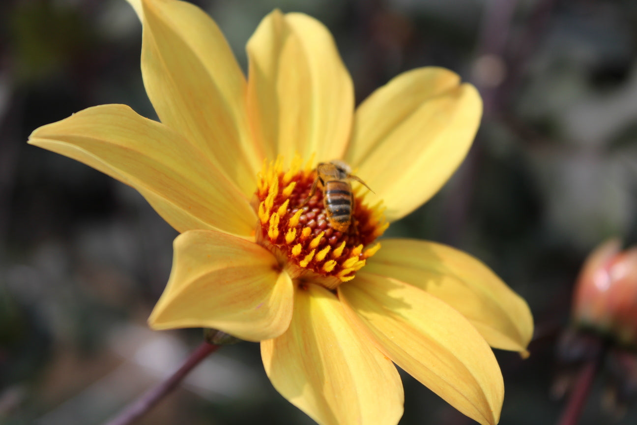 Dahlie 'Bishop of York'