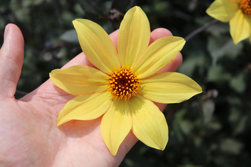 Dahlia 'Bishop of York'