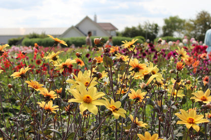 Dahlie 'Bishop of York'