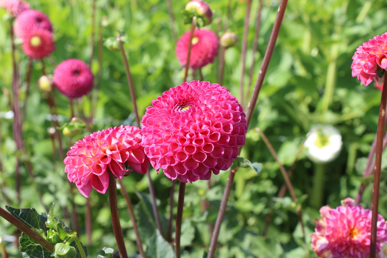 Dahlia 'Burlesca'