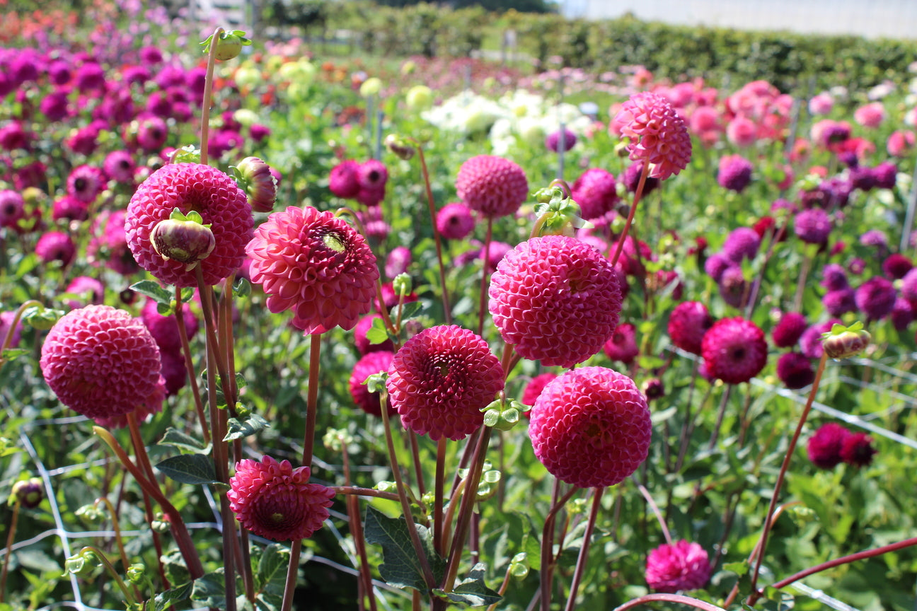 Dahlia 'Burlesca'