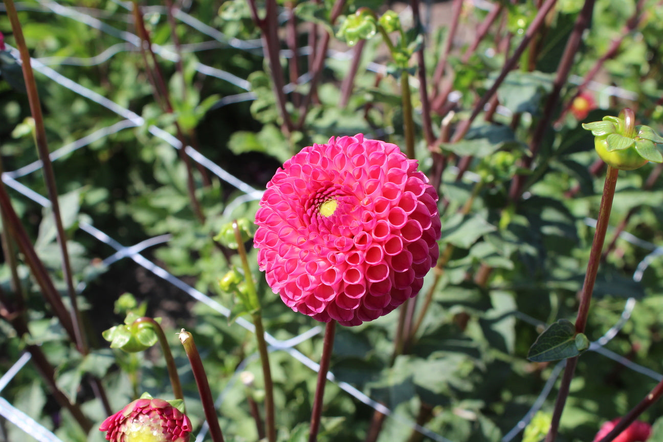 Dahlia 'Burlesca'