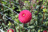 Dahlia 'Burlesca'